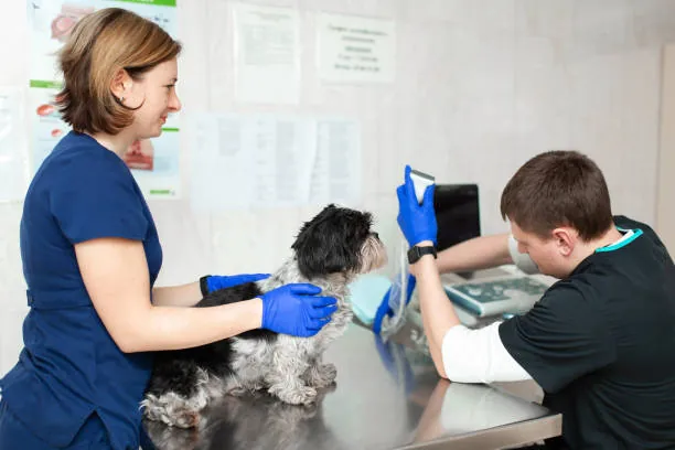 Visiting a Vet