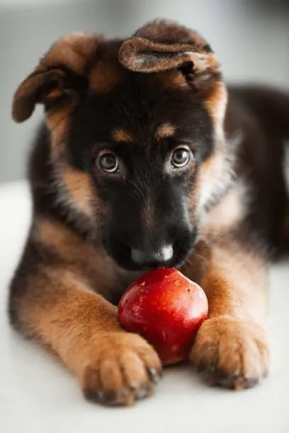 German shepherd puppy playing with apple