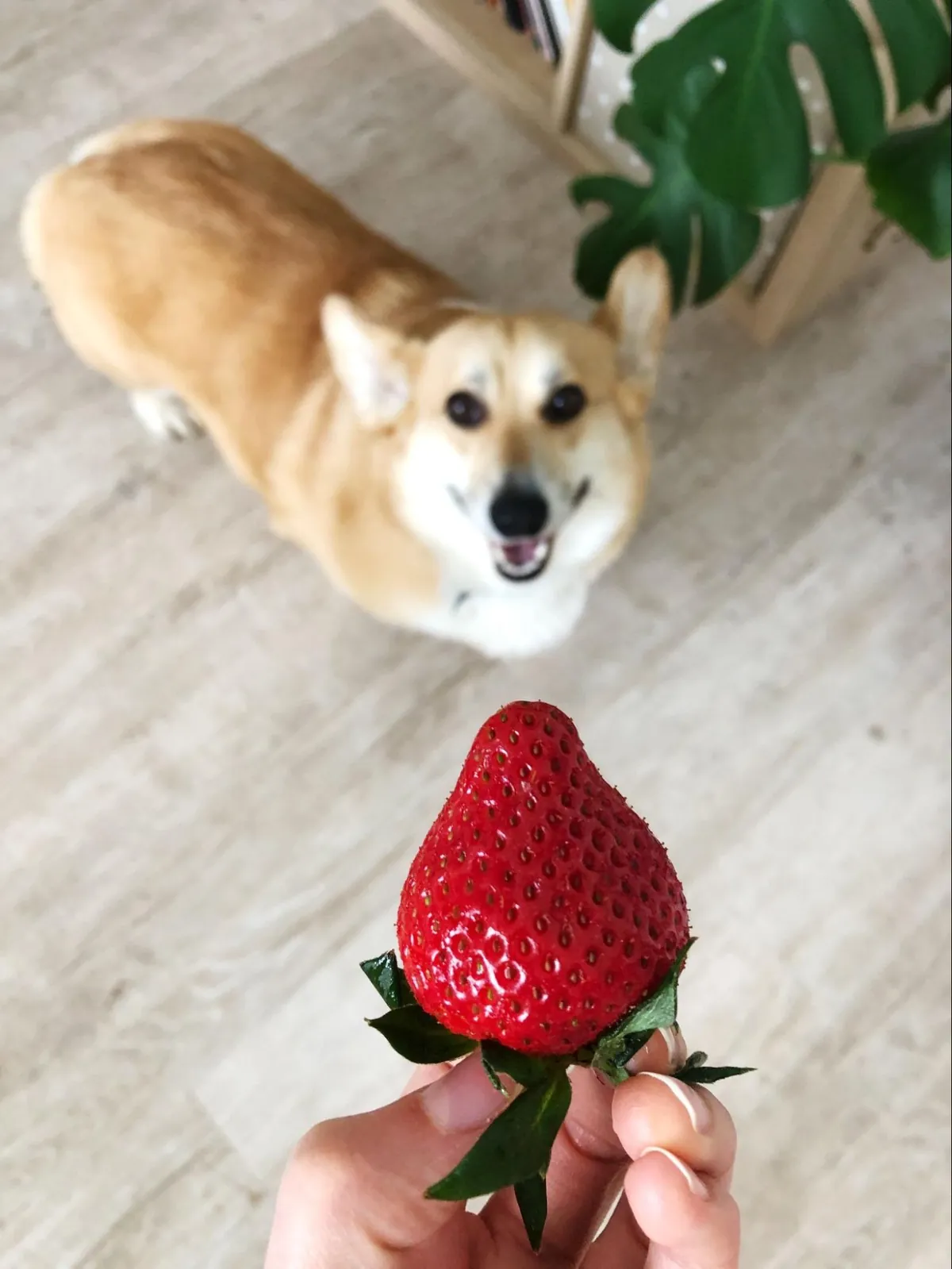 Dog and a piece of strawberry