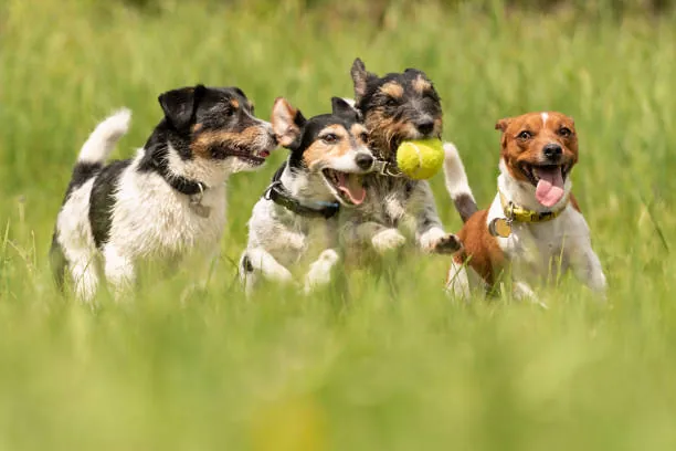 6 Ways Dog Daycare Enhances Your Furry Friend's Physical and Mental Health
