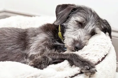 A dog is sleeping comfortably