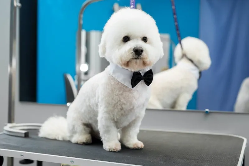 White bichon frise puppy wearing black bow tie after professional grooming