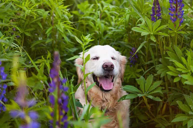 Understanding and Responding to Your Dog’s Emotional States