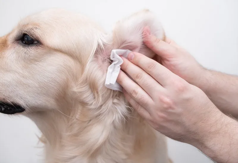 Handler cleaning cream-colored dog's ear with white cloth