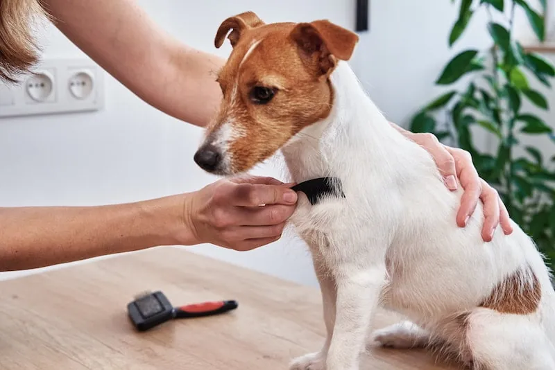 Brown and white Jack Russell terrier being brushed by owner indoors
