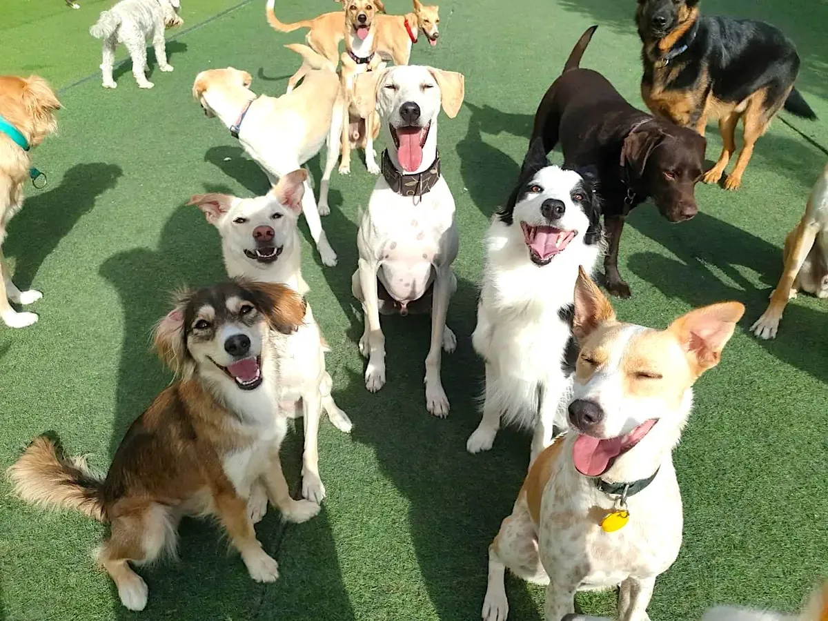 How Dog Daycare Boosts Canine Confidence