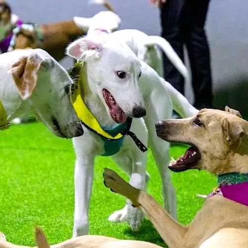 Dog daycare acts as a social hub, a place where your dog can interact with a variety of other dogs and humans.