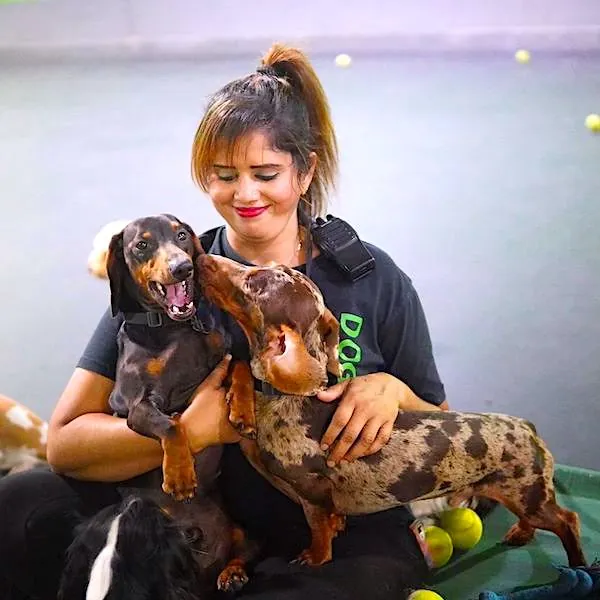 Woman holding two dachshund dogs in colorful daycare playroom