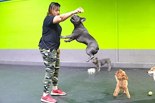 In the bustling world of dog daycare, professional trainers are the unsung heroes.