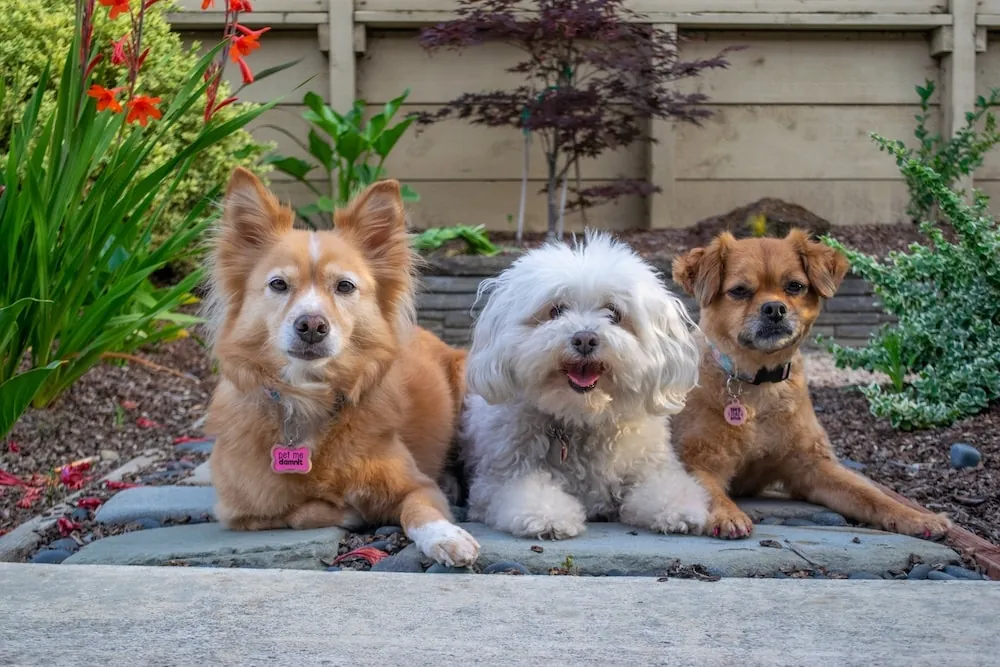 7 Nutrition Tips for a Dog’s Healthy Skin and Coat