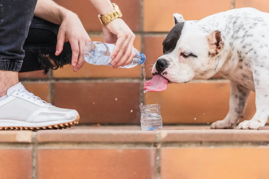 Woman pouring water for brown and white dog from bottle outdoors