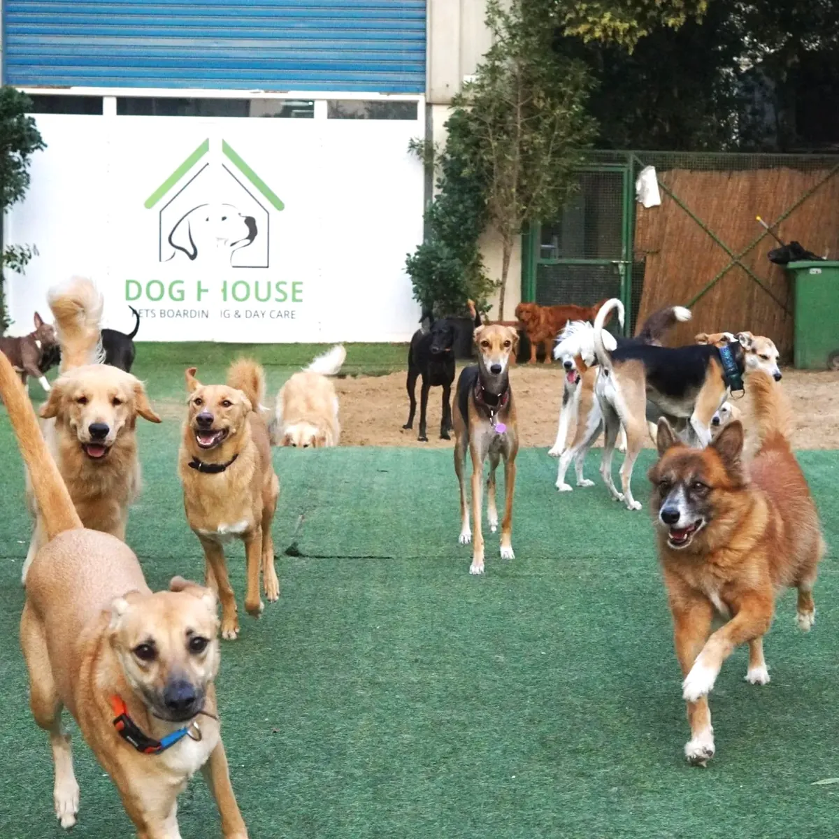 Large group of mixed breed dogs playing together at boarding facility