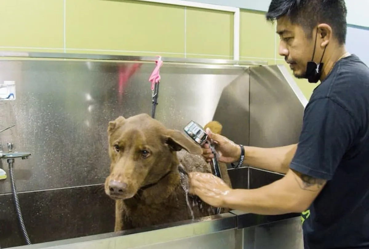Golden-brown dog standing in professional grooming bath with shampoo