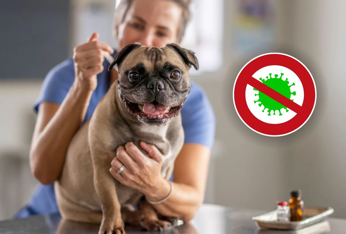 Pug dog being held showing virus protection symbol graphic concept