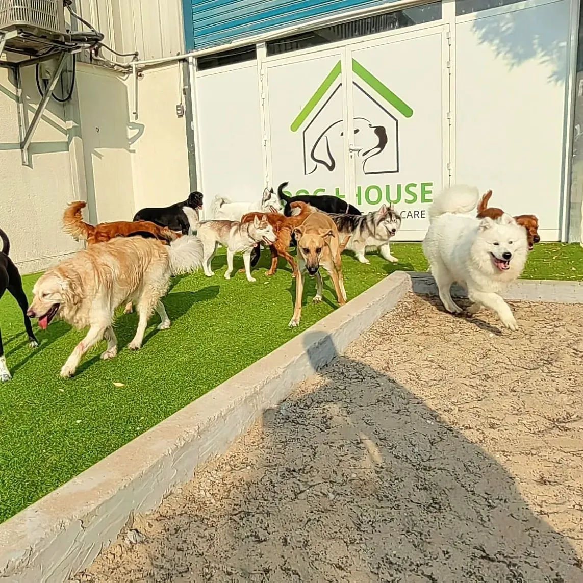 Multiple dogs playing and socializing at Dog House boarding facility