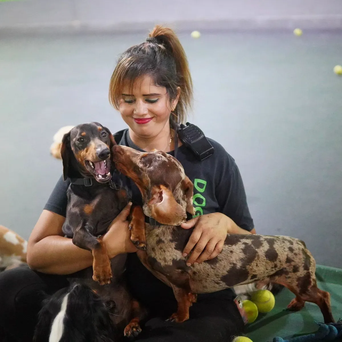 Female staff member holding brown and white dachshund at facility