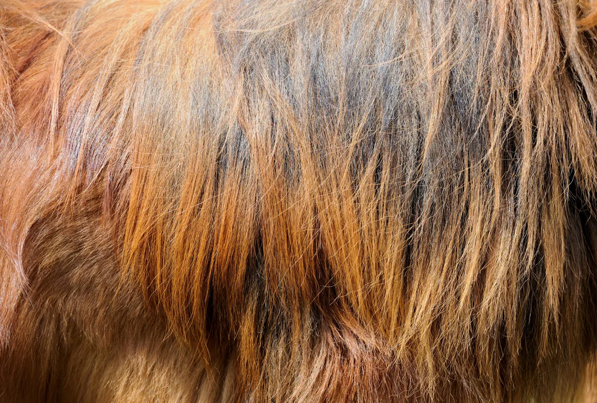 Close-up of reddish-brown dog coat showing summer shedding texture