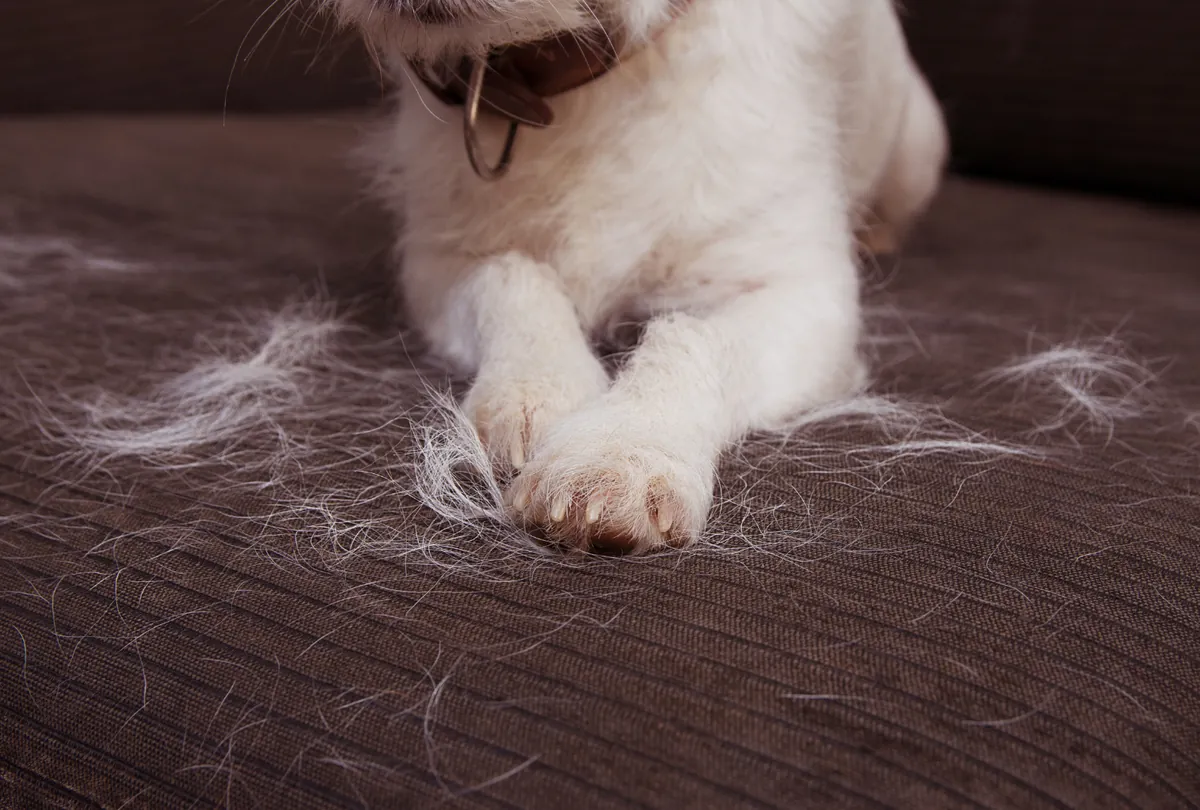 White dog shedding fur visibly onto dark fabric surface during grooming