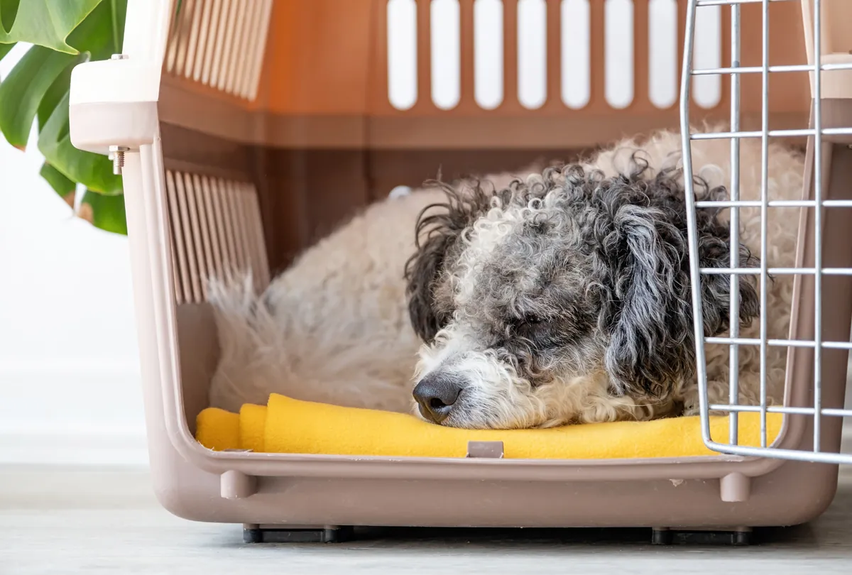 Gray and white poodle-type dog in pet carrier with yellow bedding inside