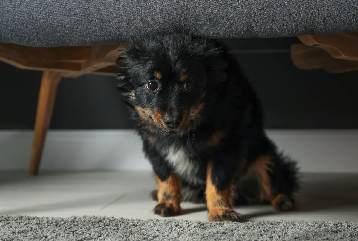 Black and tan small dog nervously hiding under gray couch cushion