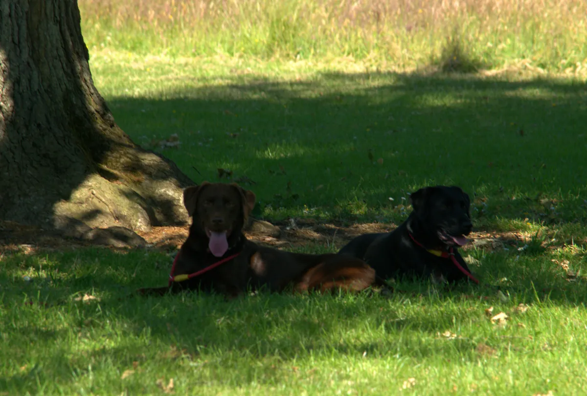 Two black and tan dogs relaxing together on green grass under shade