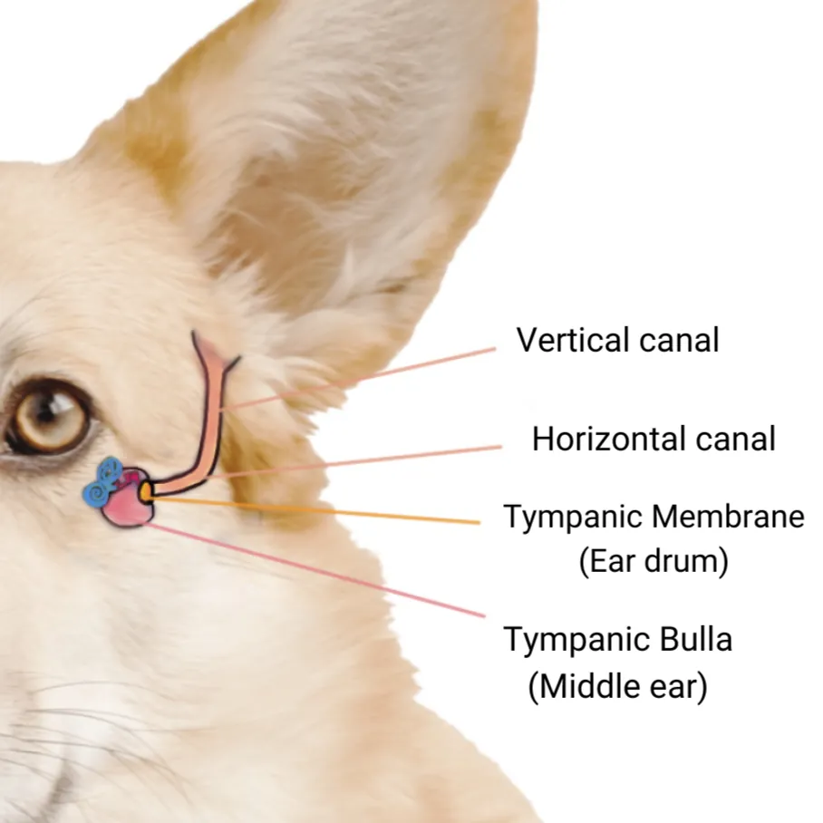 Dog ear anatomy diagram showing vertical canal, horizontal canal, tympanic membrane