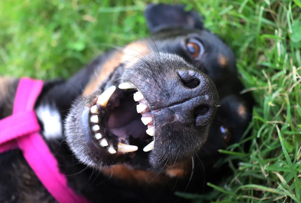 How Regular Dog Teeth Brushing Helps Prevent Dental Problems