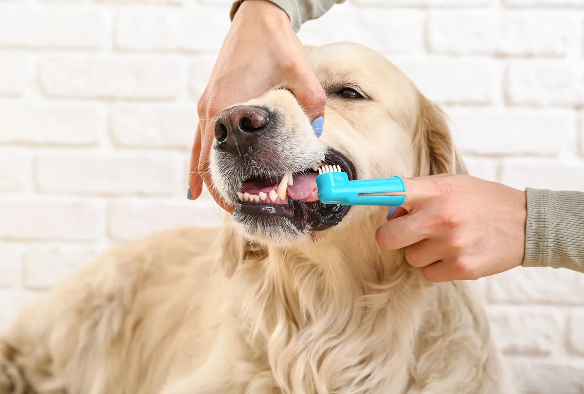 Cream Labrador having teeth brushed with blue pet toothbrush