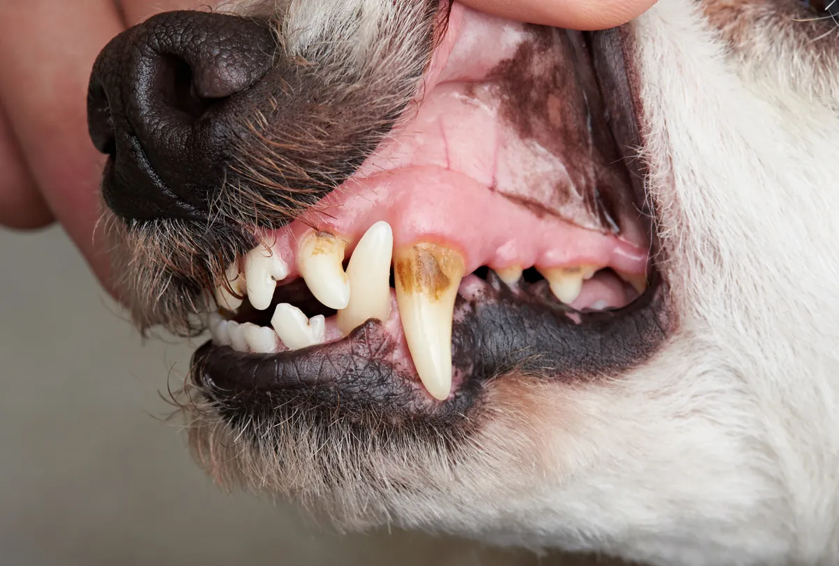Close up of dog mouth showing dental tartar buildup and tooth decay