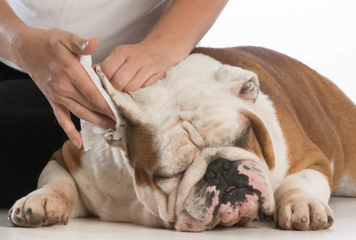 Wrinkled faced Bulldog being gently wiped clean with white cloth