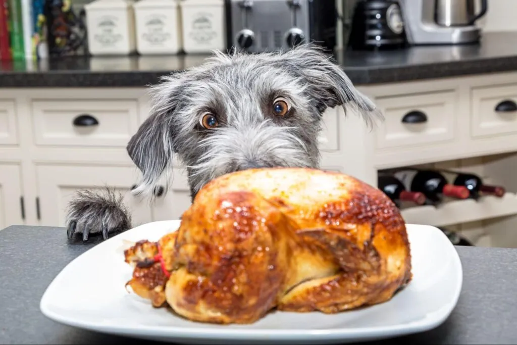 Preparing and serving cooked food for dogs.