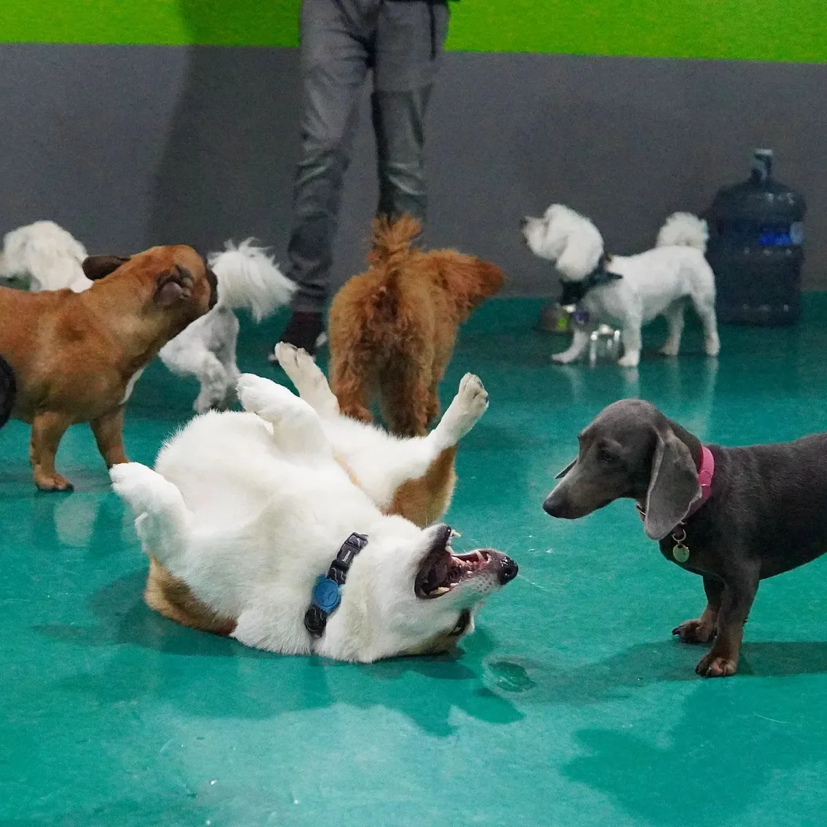 Two reddish dogs playing with toys and handler at indoor daycare