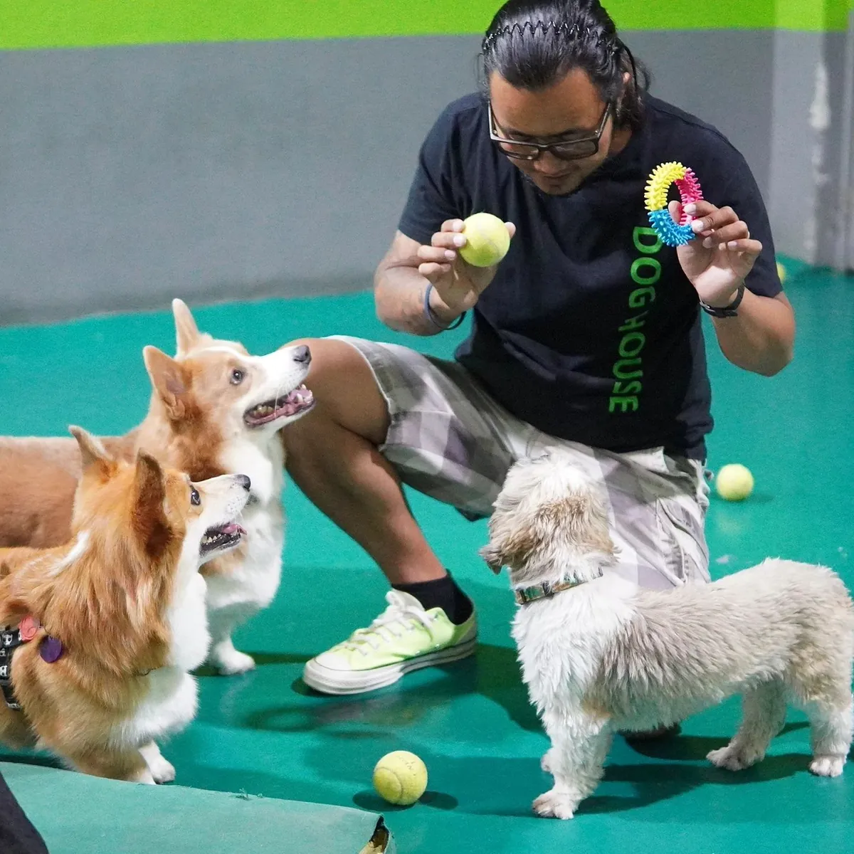 Handler offering toys to three different dog breeds at play facility