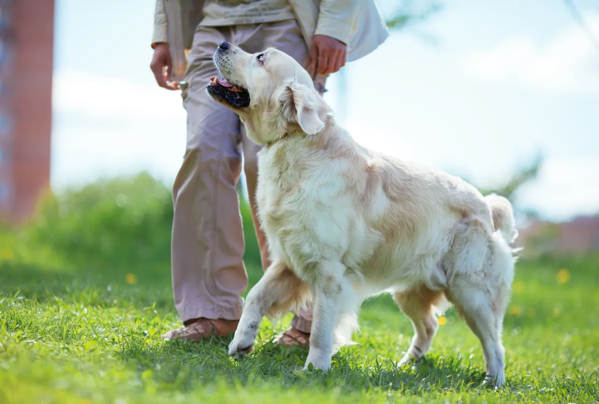 Cream Labrador on leash standing attentively in grassy outdoor field