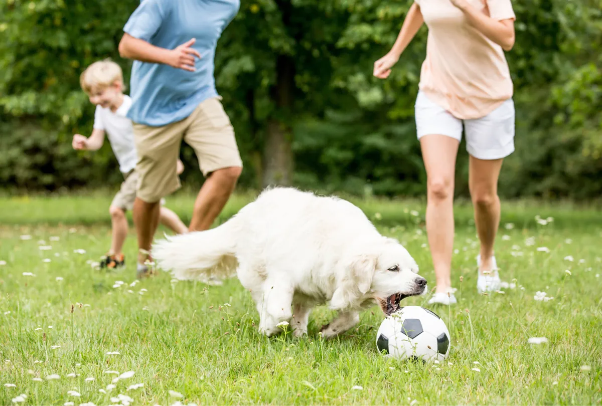 White Labrador playing soccer with family members on green grass