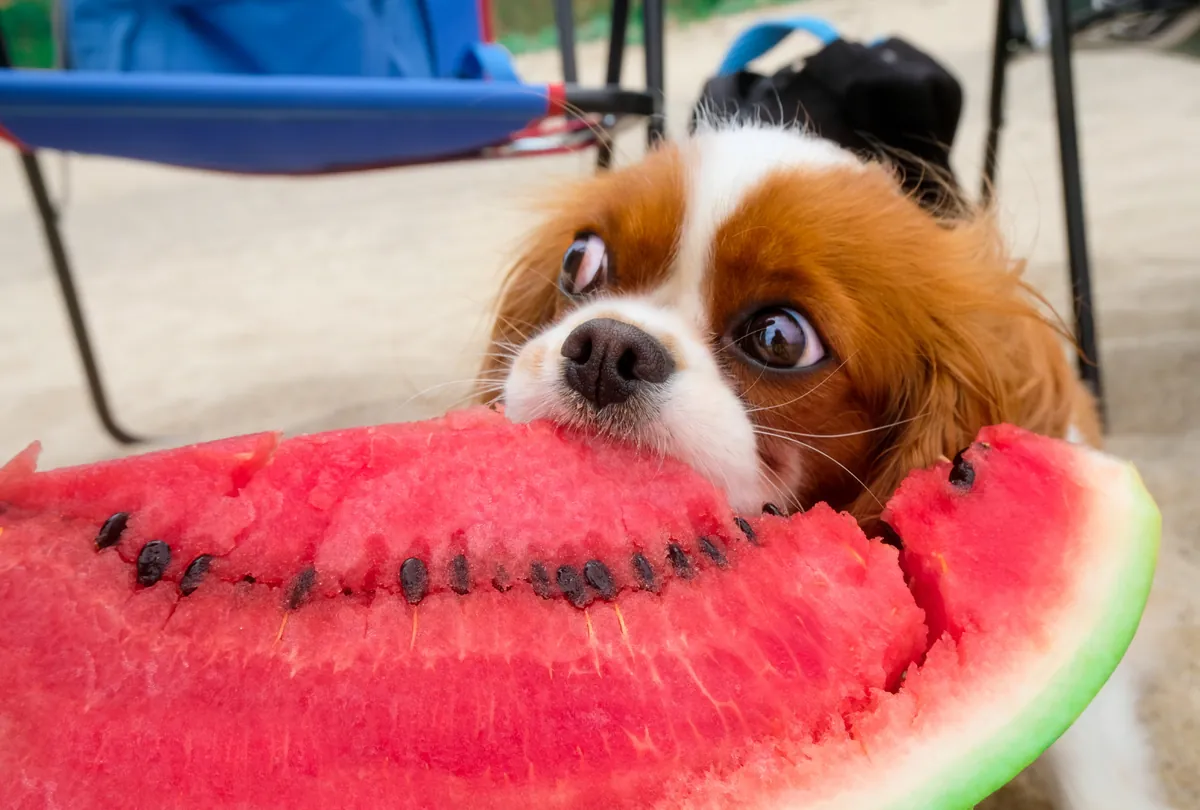 Red and white Cavalier King Charles eagerly eating watermelon slice