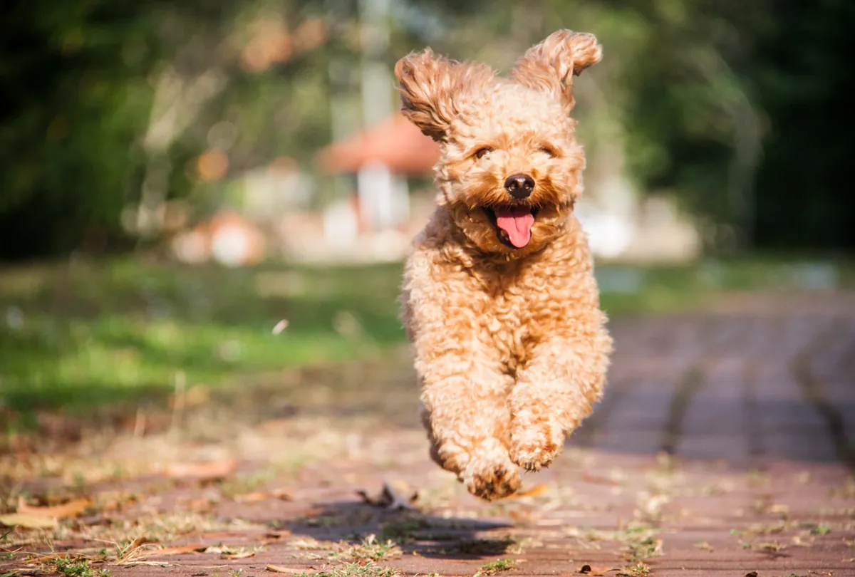 Apricot Poodle with fluffy coat running happily on brick outdoor path