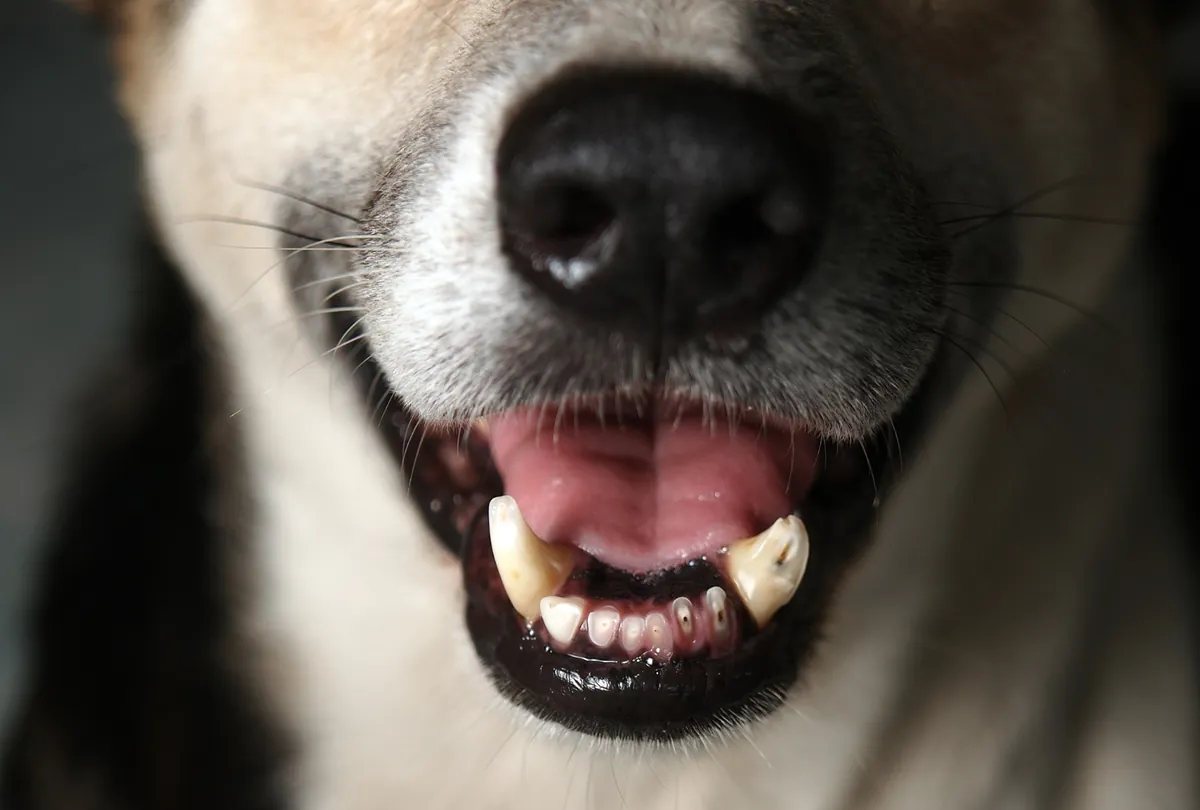 Small black and white dog's mouth showing yellow tartar buildup