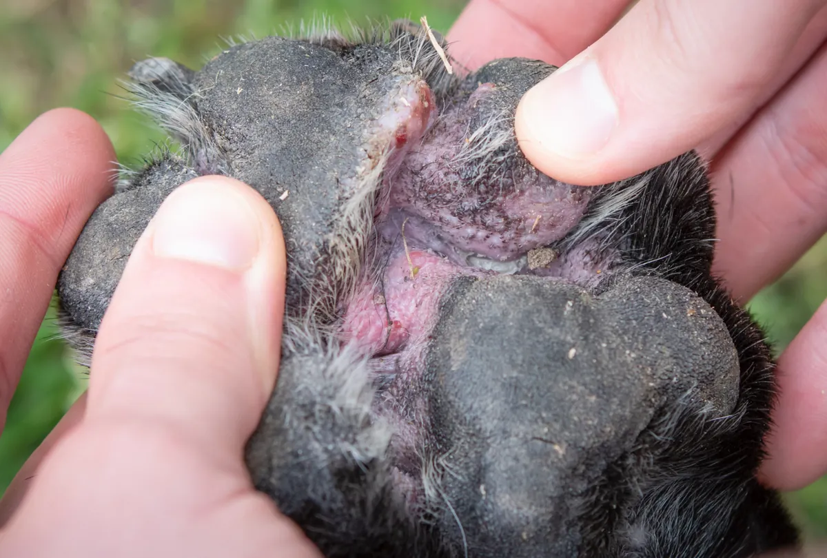Dark dog paw showing inflammation and cuts requiring veterinary attention