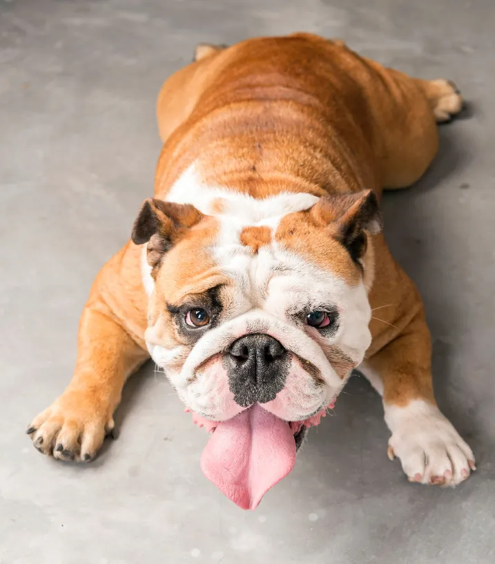 Tan and white Bulldog on concrete floor with tongue out happily