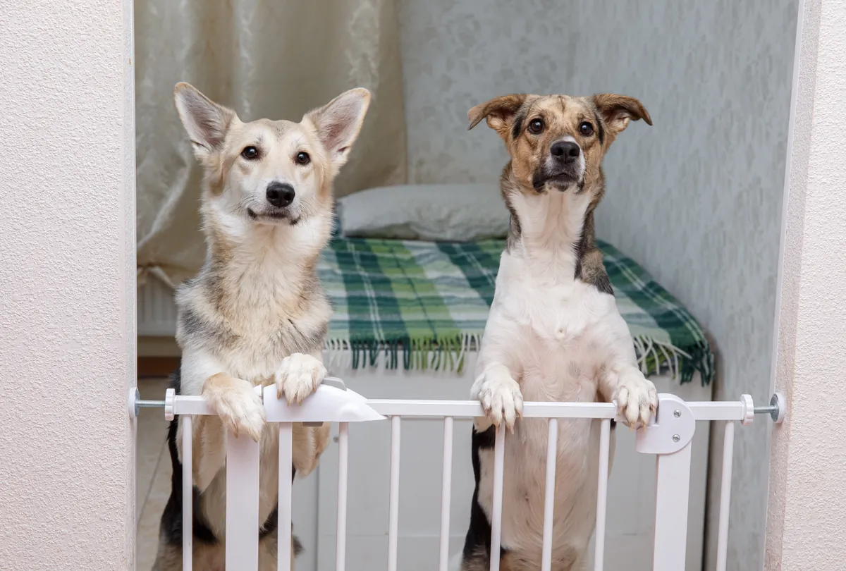 Tan and white dog and brown dog looking over a white safety gate.