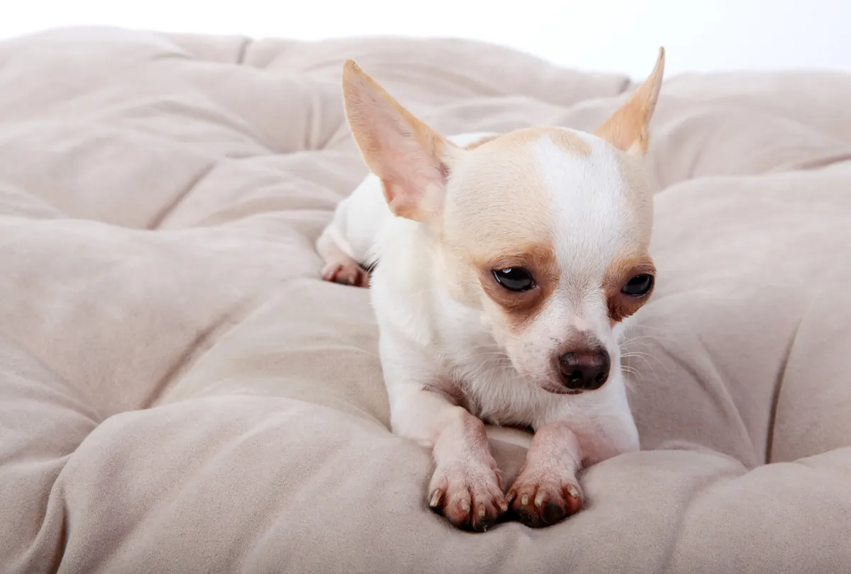 Small tan and white chihuahua resting on a beige quilted dog bed.