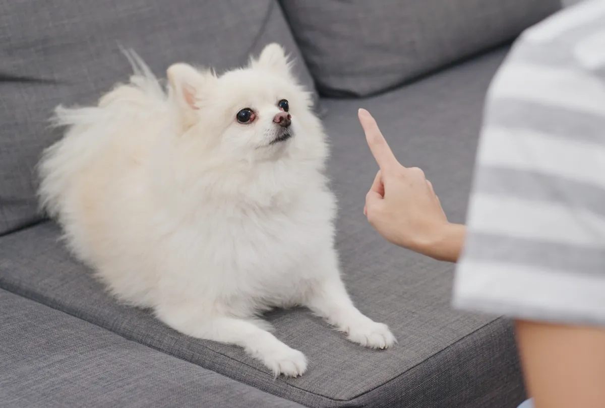 Small fluffy white dog being pointed at by a woman's finger.