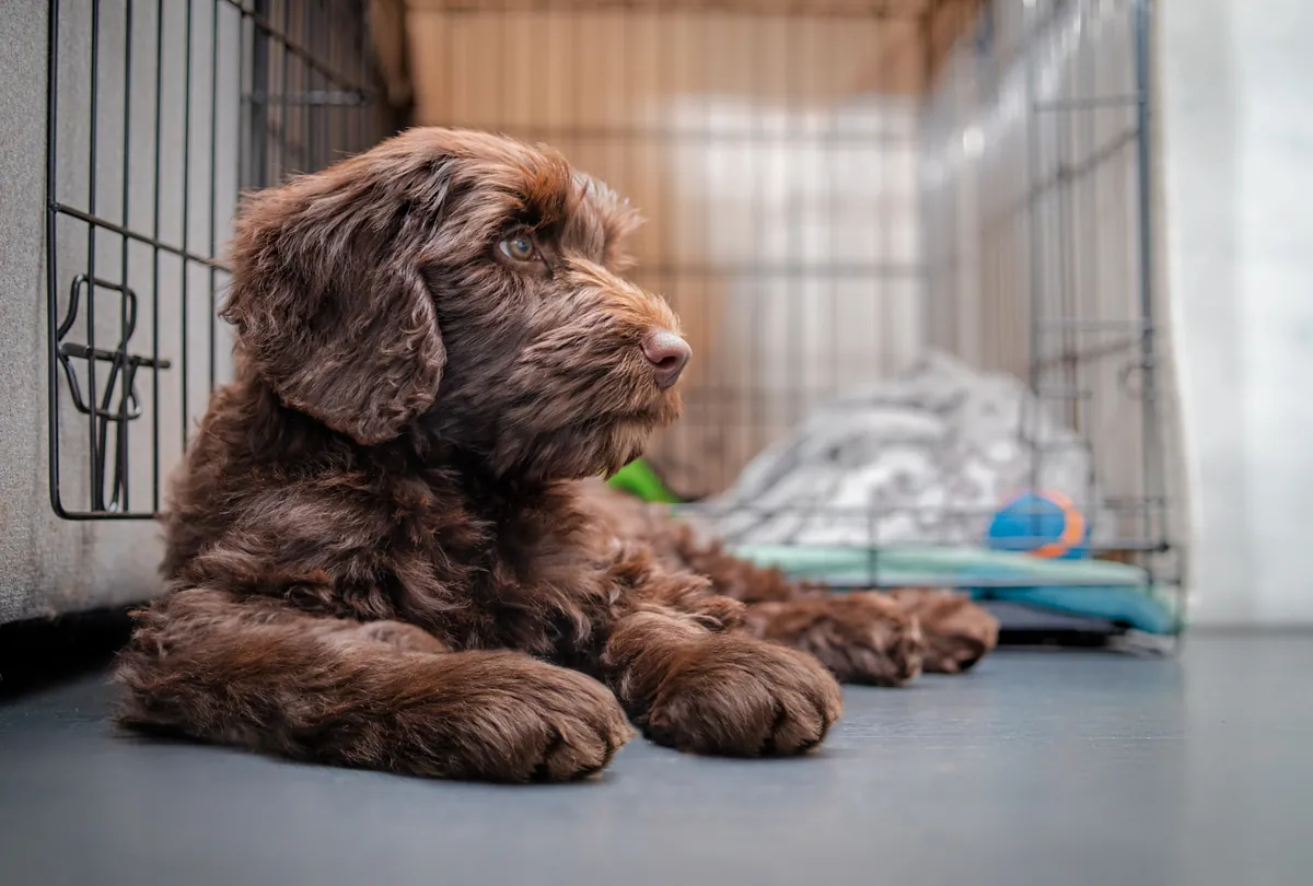 Fluffy brown dog lying in a crate with toys and green plaid blanket.