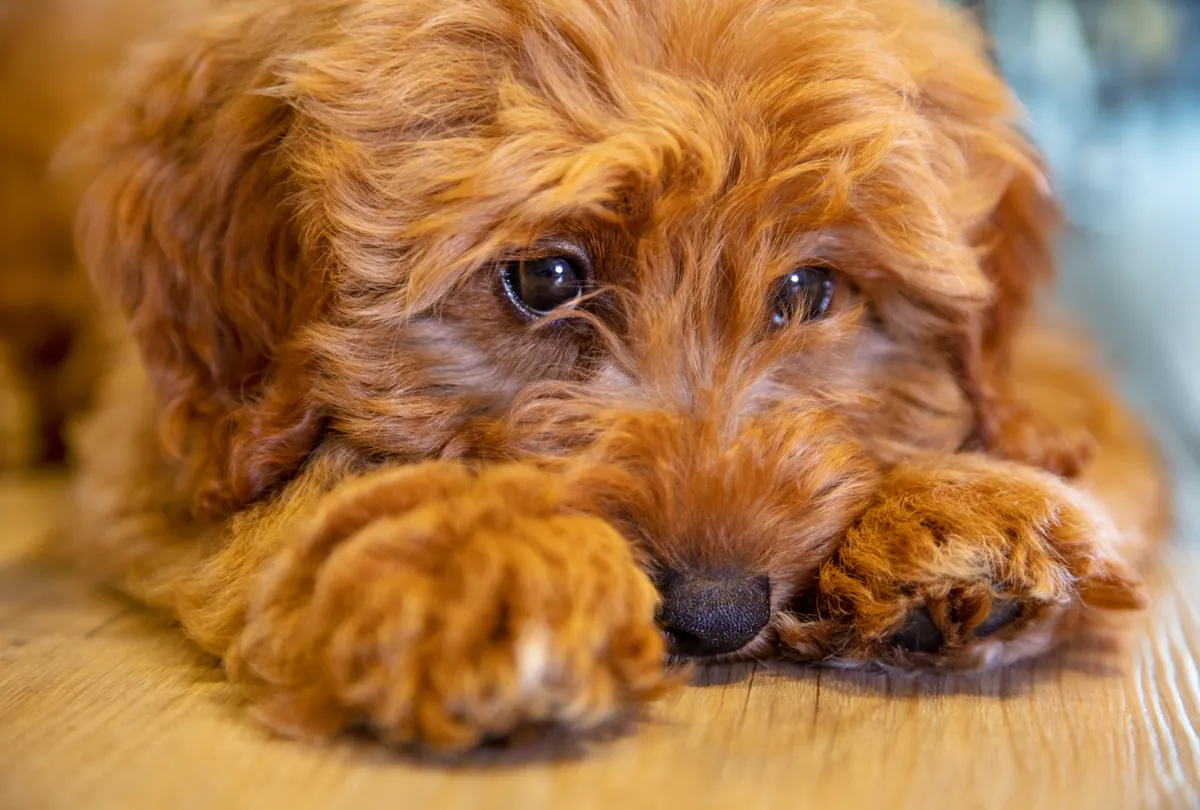 Golden spoodle puppy lying on light wooden floor looking at camera.