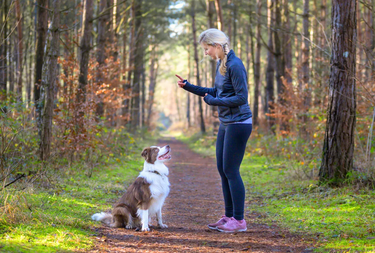 Woman training white and brown corgi on dirt path through forest trees.