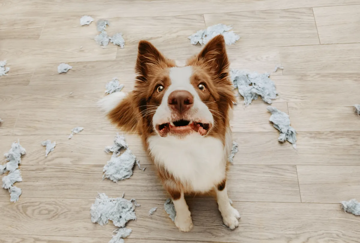 Brown and white corgi with mouth open surrounded by torn tissues.