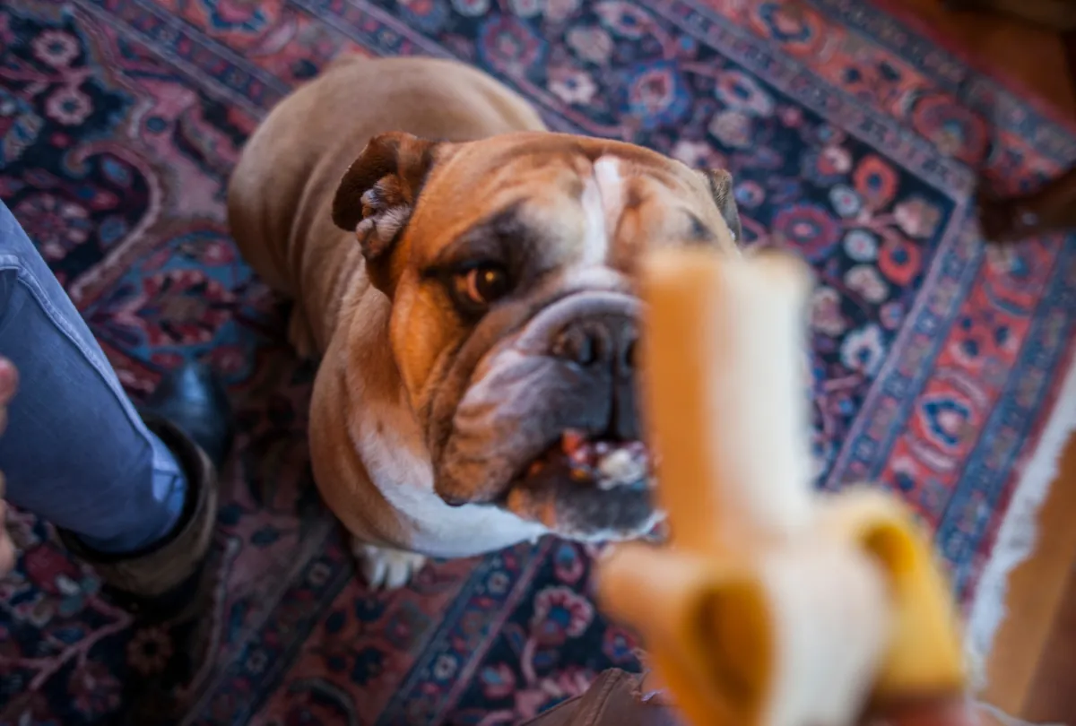 English bulldog resting on patterned rug with dog toy nearby.