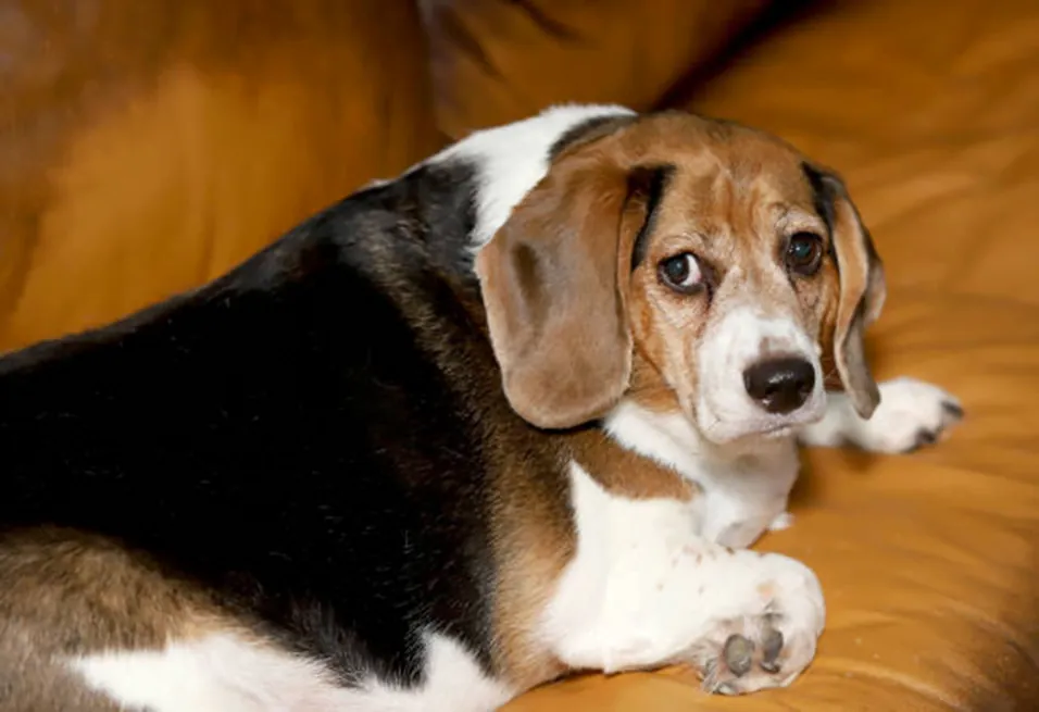 Beagle puppy with brown and white markings lying on wooden floor.