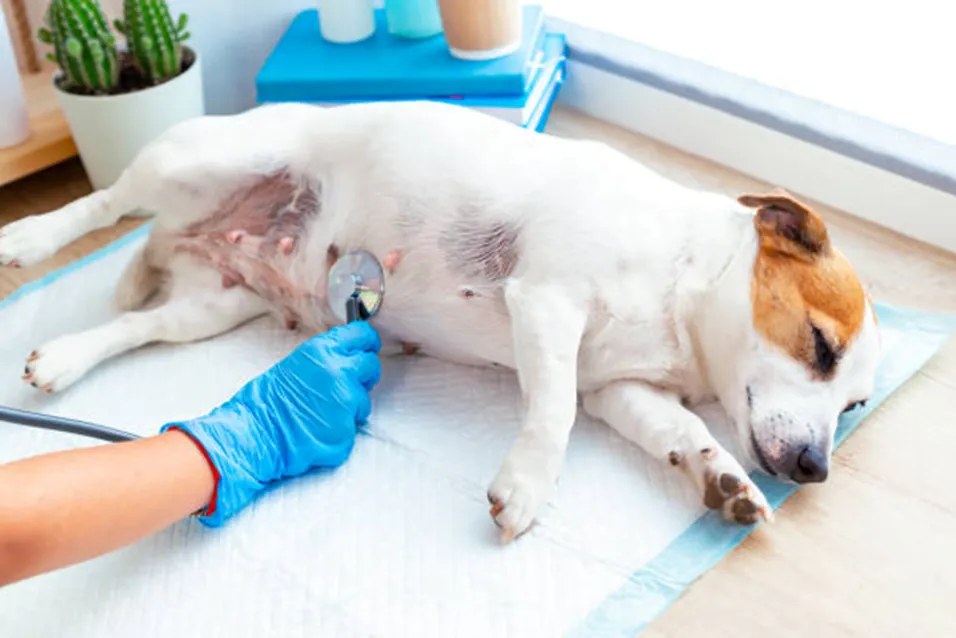 Effects of Poor Nutrition on Dogs cause digestive problems.